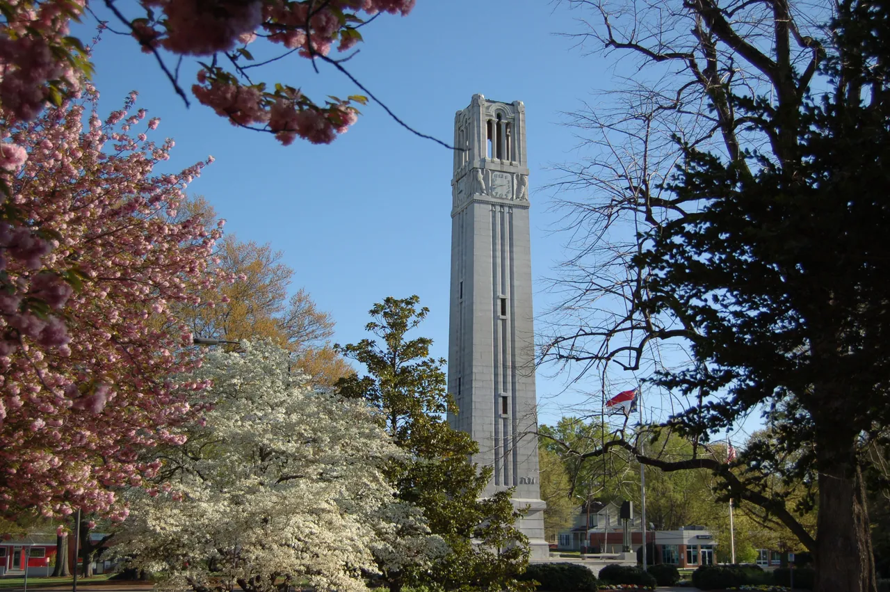 The Memorial Belltower at NC State, a tall pale stone tower against a blue sky, seen through pink cherry blossoms and a flowering dogwood.